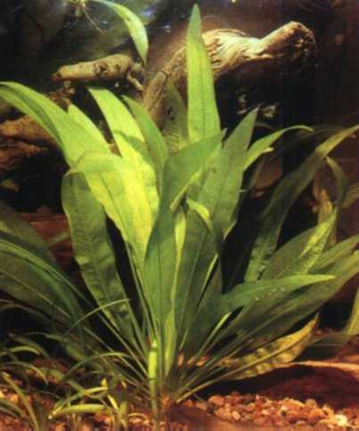 ECHINODORUS